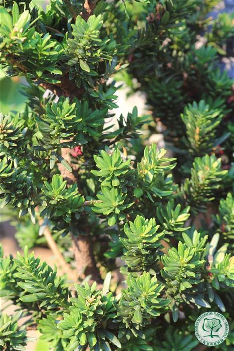 沼生田菁|上海数字植物志